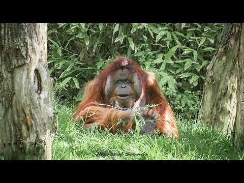 Cri de l'orang outan - le cri / le hurlement