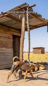 SHOCK Python grabs dog AI | Lifeline Tails