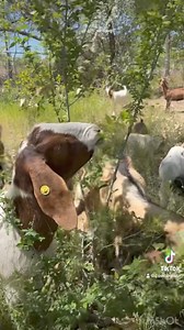 285K views · 10K reactions | The GOATS, Ruby, and Gus are spending the night in the wild. Barn Owl is also on the job!! #goats #goatscaping #goatgrazing #grazinggoats #contractgrazing #contractgoatgrazing #targetedgrazing #targetedgoatgrazing #grazingsystems #prescibedgrazing #prescribedgoatgrazing #systemsgrazing #rentagoat #yardmaintenance #weedremoval #firefuelreduction #brushremoval #thegoatguy #goatguy #newmexico #bosque #newmexico #cowboymax | Galloping Goat Pumpkin Patch | Facebook