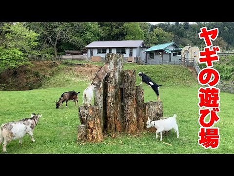 ヤギのための手作り遊具・遊び場 2022年5月2日 Goat Farm 富山県氷見市の手作りヤギ牧場