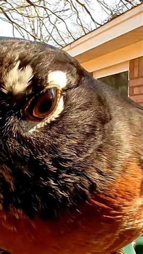American Robin up close | Memphis Birdcam