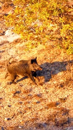 Giant Wild Boar Hunt – Intense Moment