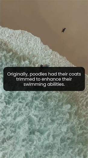 How poodles became expert swimmers through innovative grooming techniques