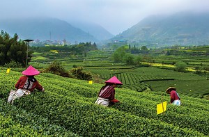 Green is gold: China’s remarkable revival project