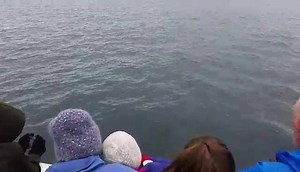 5.9K views · 211 reactions | You can't beat that Good Friday feeling with Bottlenose Dolphins playing with Serenity II and III Happy Easter everyone. | Serenity Boats | Facebook