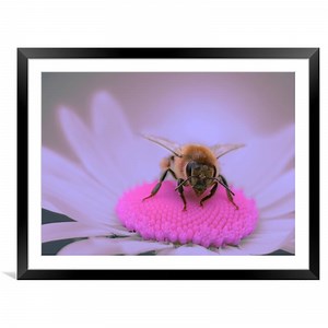 Shocking Pink Daisy Picture Framed & Mounted Wall Art in Colour by David Neighbour ID #992866