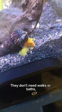 That’s why you need Golden oso rabbit snail in your fish tank
