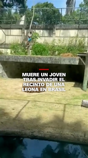 2.2M views · 24K reactions | Un video muestra cómo un joven de 19 años ingresó al recinto de una leona en el Parque Zoobotánico Arruda Câmara, en Joao Pessoa, #Brasil, y murió tras ser atacado por el animal. Las autoridades iniciaron una investigación y el parque permanece cerrado al público. El zoológico informó que la leona está estable y descartó la posibilidad de aplicarle la eutanasia. | CNN en Español | Facebook