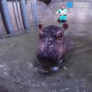 Premature hippo baby takes a dip in the big girl pool