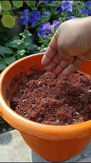 How to grow common Zinnia flowers plants | growing common Zinnia flowers plants from seed #zinna