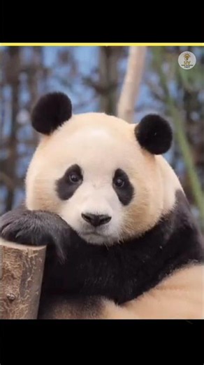 🔥 The Real Reason Pandas Are So Cute! 🐼😲