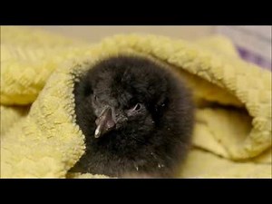 Puffin Darwin's first swim