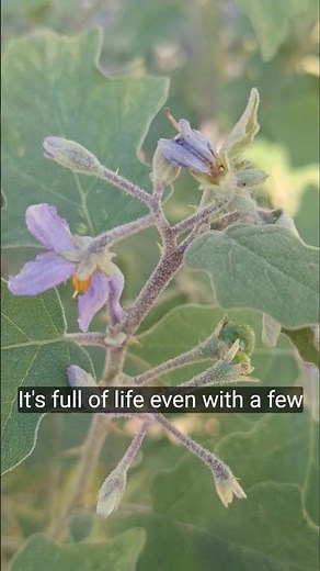 Spiny Solanum plant grow in my garden, #satisfying #autoplant #planttherapy,