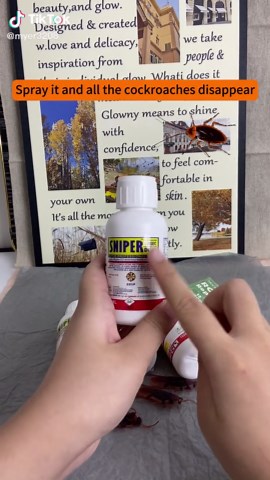 Effective Roach Baiting Solutions for Your Home