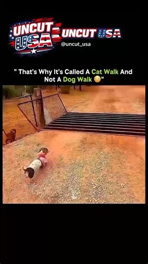 Uncut USA on Instagram: "This clip turns an everyday cat moment into a masterclass in biomechanics. A cat walking along a narrow ledge looks relaxed—almost unimpressed—but beneath that calm is a finely tuned balance system operating in real time. Every step is deliberate. Every paw placement is adjusted instantly as the body responds to tiny shifts in gravity and surface movement. The key lies in a cat’s anatomy. Their highly flexible spine acts like a dynamic stabilizer, allowing the body to be