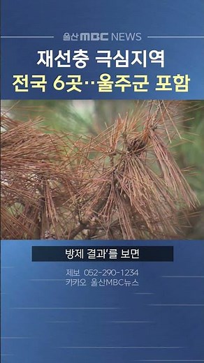 소나무 재선충병 피해 극심 지역 6곳 선정, 울주군 포함