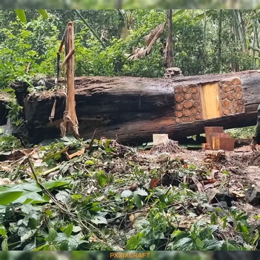 Constructing a Secret Retreat Inside the Roots of a Giant Fallen Tree | Birdees