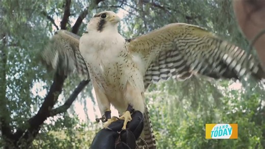 You won't want to miss the Fall Flights at the World Center for Birds of Prey