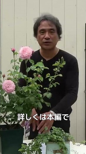 #2 [Short] Tips for preventing black spot disease on roses