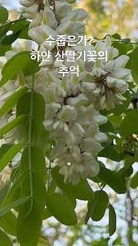 수줍은가? 하얀 산딸기꽃의 추억. 2026.5.6. 오후. 수원청소년문화공원 촬영