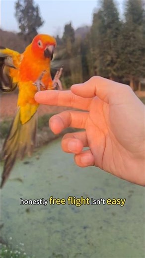 how do you train a sun conure for free flight? #sunconure