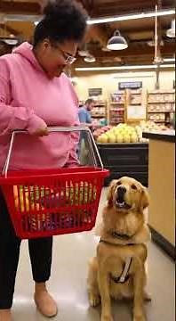 Service Dogs: The Quiet Heroes We Rely On ❤️