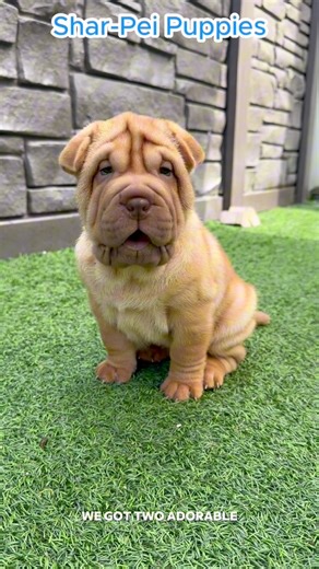 40K views · 1.4K reactions | Roseanne and Roscoe were born at Big Dog...