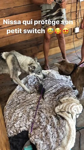 Dog and Kitten Playtime: Heartwarming Moments
