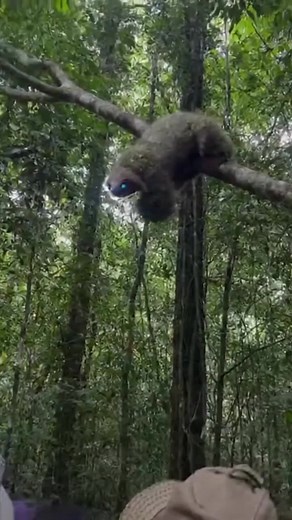 Tourists Capture Enormous "Fast-Moving Sloth” in the Amazon A group of travellers exploring deep inside the Amazon rainforest ended up witnessing something they never expected. While filming the canopy above, one tourist zoomed in on what looked like a giant sloth — far larger than normal, its moss-tinted fur blending perfectly with the surrounding branches. #AmazonRainforest #WildlifeEncounter #StrangeAnimals #JungleSighting #UnknownSpecies #SlothEncounter #TouristFootage #ViralVideo #CreatureC