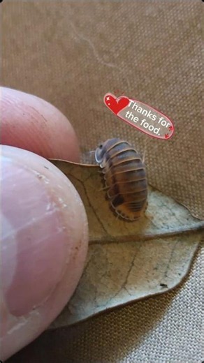Time to Feed the Isopod Army! 🪵💧‪@JoshsFrogs‬
