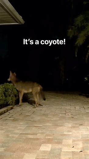 Big Coyote Investigates Our Boxwoods at Night | What's In There?!