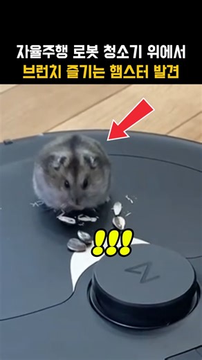 자율주행 타고 브런치 즐기는 햄스터ㅋㅋ