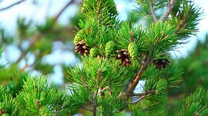 Closeup of a pine tree branch - Free Stock Video