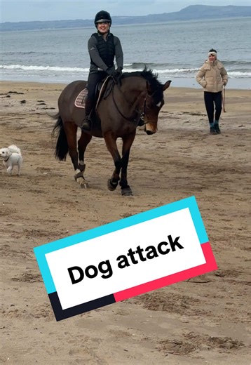 Exciting Beach Ride: Dogs Chase Our Horses