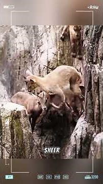 Unbelievable Mountain Goat Climbing Skills 🐐⛰ | Extreme Survival at 90 Degrees"