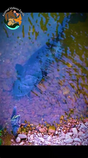 Can This Giant Catfish Eat a Pigeon Shocking Wildlife Moment 🐟🐦
