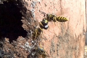 Slow-mo video shows wasps constantly crash into each other