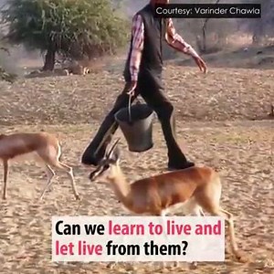 1.7K views · 17 reactions | Know about the nature loving, Bishnoi tribe who breastfeed orphaned animals as their own in India #In2minutes. --Bhimsingh Rajpurohit | Indian | Facebook