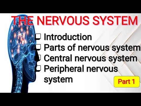 Nervous System Explained Simply | CNS | PNS | Brain .