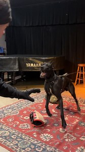 Cyrus the Canis Panther getting in some grip work and man orientation practice at our most recent protection private 💪🏻 #thompsonk9 #dogtraining #dogtrainer #protectiondogtraining #ppd #protectiondog #protectiontraining #bitework #workingdog #workingdogs #workingdogsofinstagram #biteworktraining #canispanther #pantherk9 #giantbreed #progressnotperfection #canispanthersofinstagram #scarydog #privatelessons #decoy #ypsilanti #annarbor #detroit #protectiondogs | Thompson K9