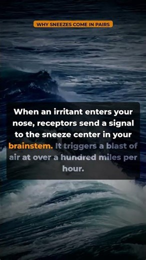 Why do sneezes come in pairs? #shorts #science #pulsewhy