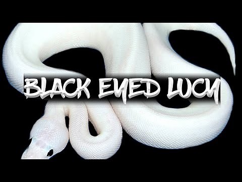How to Make a 'Black Eyed Leucistic' Ball Python!