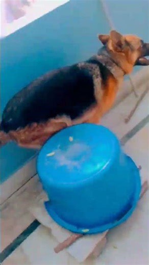 Max masti mod activate ♥️🥰#viral #trending #shorts #dog #song