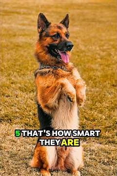 🐕 5 Reasons Why German Shepherds Are The Best Family Dogs!