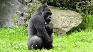 Mountain gorilla eating vegetables and fruits on a green background