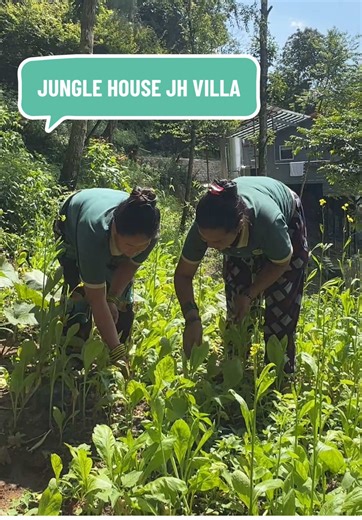 JUNGLE HOUSE JH VILLA - Hello everyone, and welcome to Jungle House Organic Vegetables Farmhouse! Here at Jungle House, we grow all our vegetables naturally on our own farm. From leafy greens like spinach and mustard greens to radish, tomatoes, chilies, cucumbers, eggplants, and even sweet corn — everything is grown fresh right here. We take great pride in using these fresh, organic vegetables in the meals we serve at our villa. Whether you’re staying with us or just visiting, you’ll get to enjo