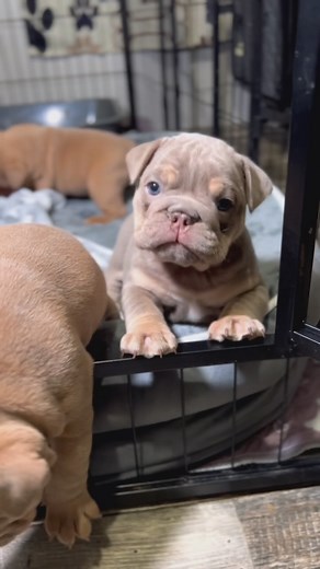 23 reactions | Puppy compilation  #puppylife #bulldogpuppy #puppyfever #englishbulldog #compilation #puppycompilation #puppyreels | Bank Bound Bullyz | Facebook