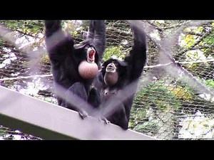 Siamang Ape Duet!