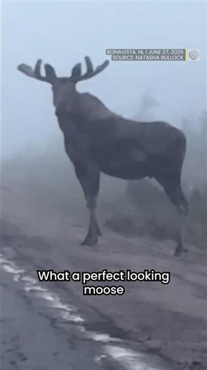 Hilarious commentary on moose encounter in #newfoundland