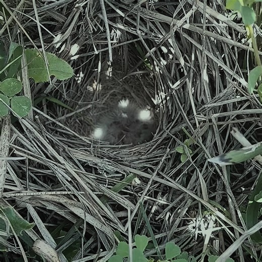 3.6K views · 36 reactions | Day 1 "Adorable Pipit Bird Babies: A Close Look at Nature's Cutest New Arrivals | Review All Birds | Facebook